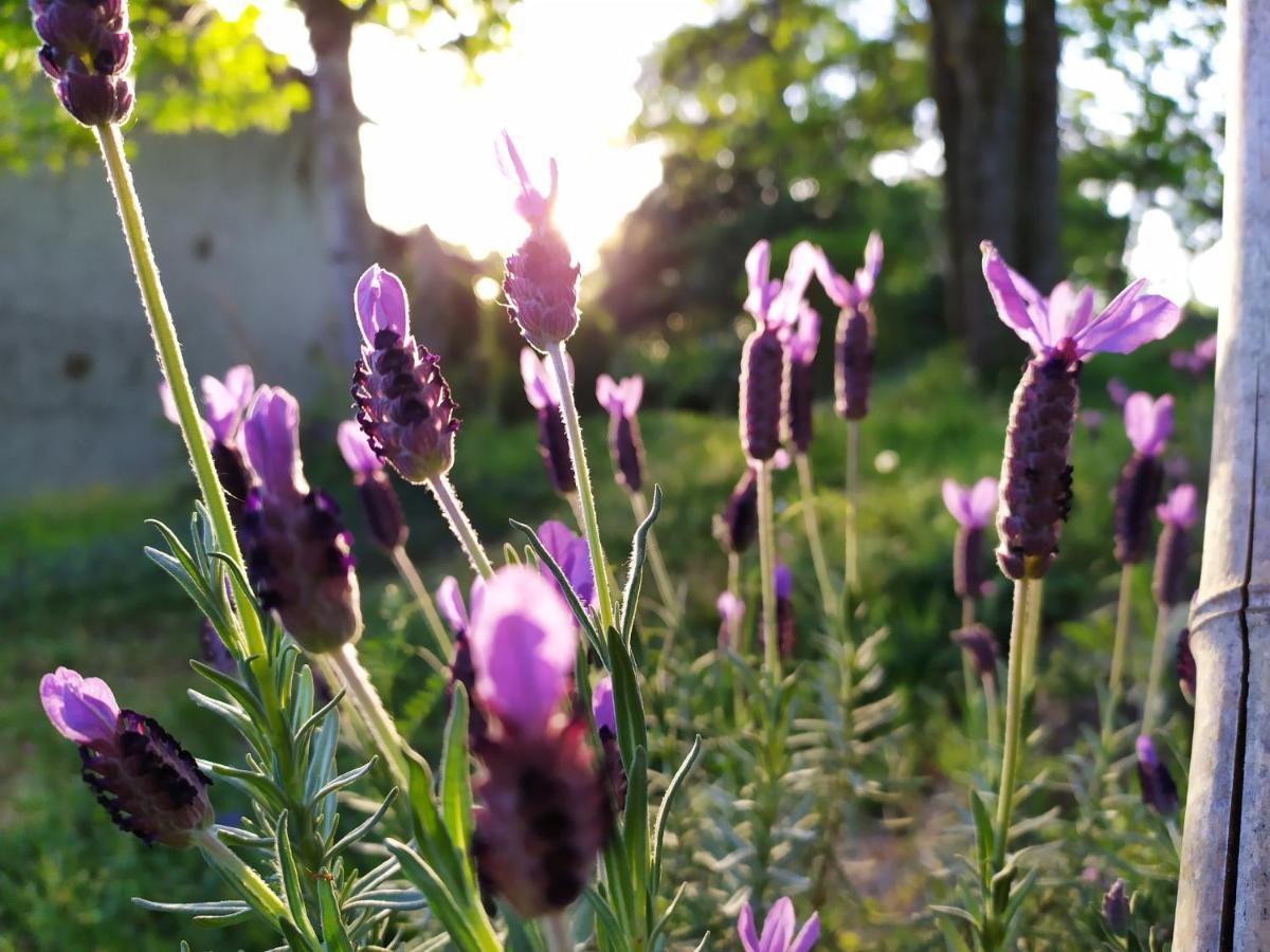 Les Gites Des Beaux Chenes Mortagne-sur-Sevre ภายนอก รูปภาพ
